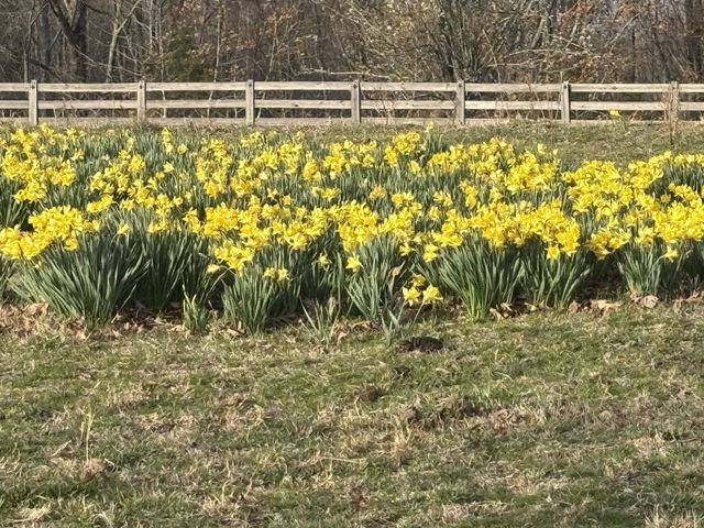 1221 Johnson Branch Rd, Pulaski, TN 38478