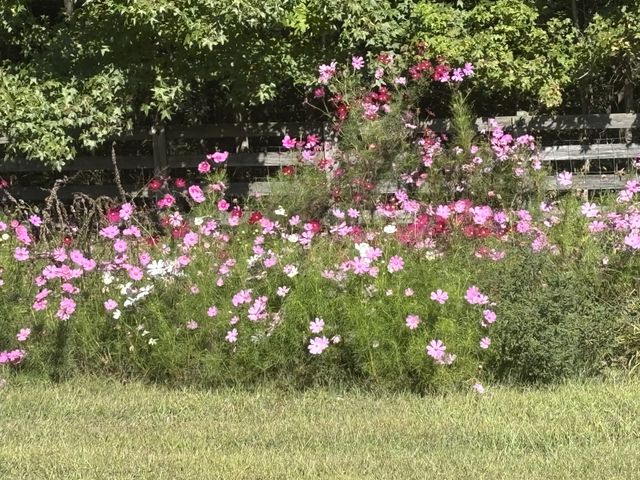 1221 Johnson Branch Rd, Pulaski, TN 38478