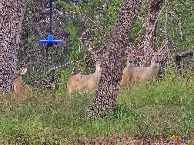 330 Live Oak Hills Court, San Marcos, TX 78666
