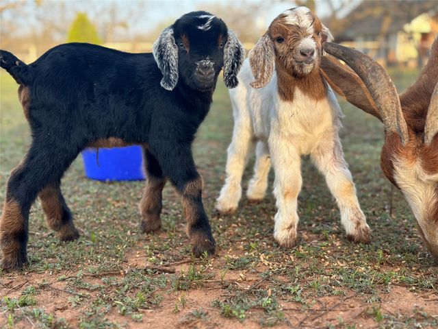 432 Clark Road, Abilene, TX 79602