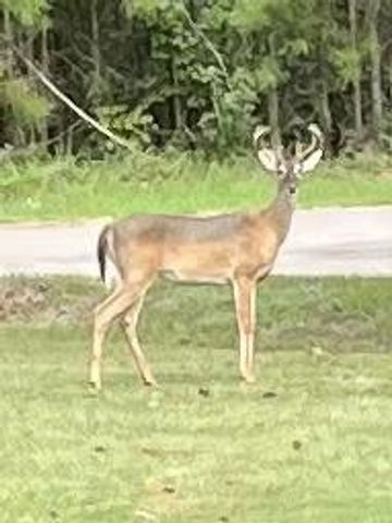 142 Hounds Chase Drive, Trinity, TX 75862