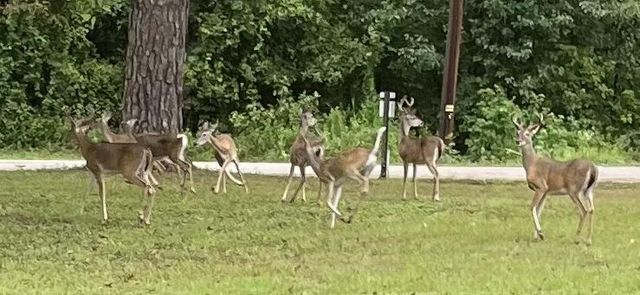 142 Hounds Chase Drive, Trinity, TX 75862