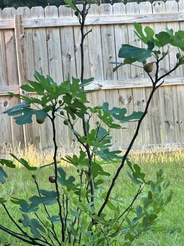 3041 Crown Creek Circle, Crestview, FL 32539