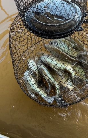 325 MOHAWK, Abilene, TX 79601