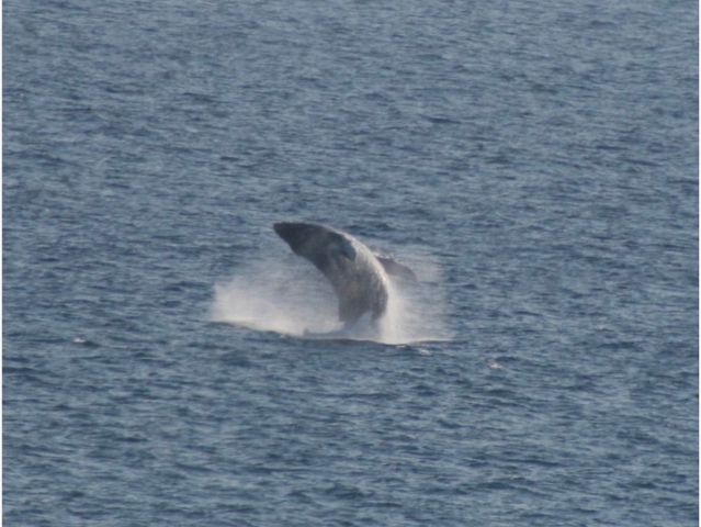 52 Kai Malu Dr Unit 102, Kihei, HI 96753