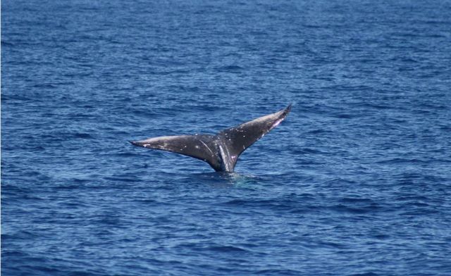 52 Kai Malu Dr Unit 102, Kihei, HI 96753