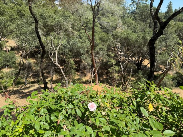 1461 Lodge View Dr, Meadow Vista, CA 95722