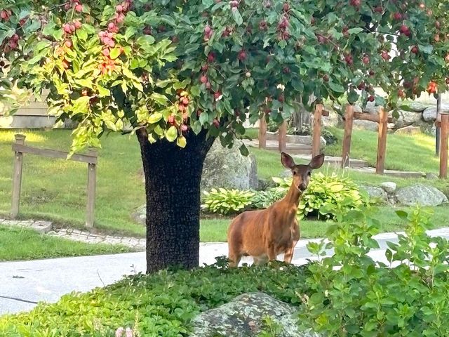 14 Colonial Sq Unit 14, Peterborough, NH 03458