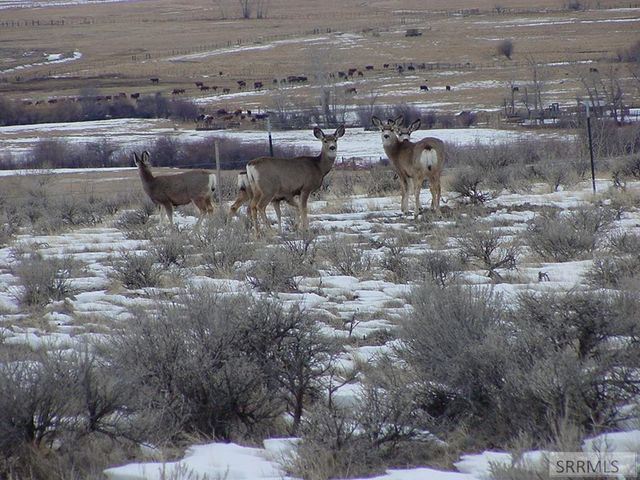 36 S Hawk Road, Salmon, ID 83467