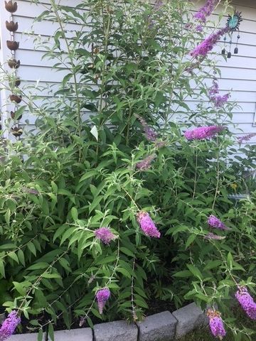 59 Armstrong Avenue, Irondequoit, NY 14617