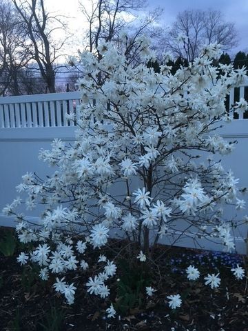 59 Armstrong Avenue, Irondequoit, NY 14617