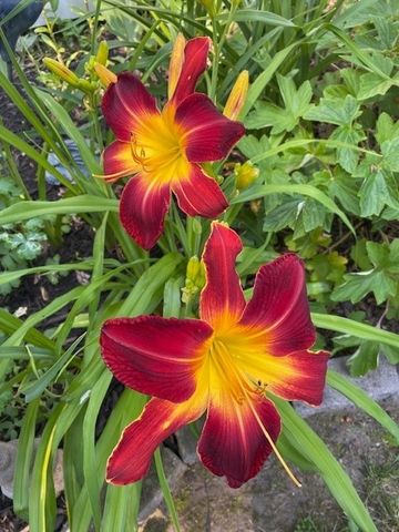 59 Armstrong Avenue, Irondequoit, NY 14617