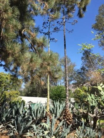 10630 Hillhaven Avenue, Los Angeles, CA 91042