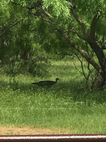 401 CR 104, Santa Anna, TX 76878