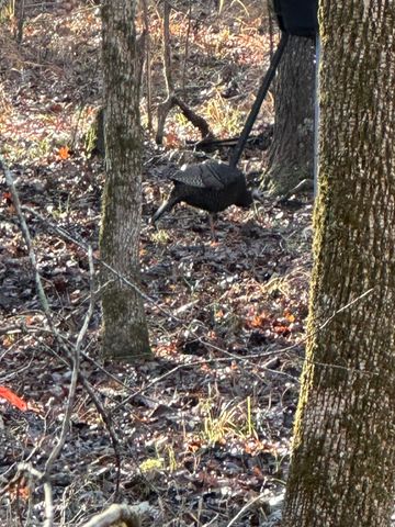 LOT 6 SAGGUS Road, Washington, GA 30673