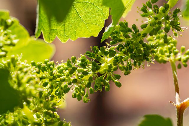 786 Pompadour Drive, Ashland, OR 97520