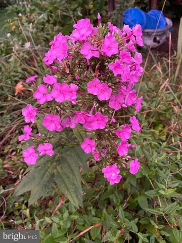 221 S HARRISON ST, Easton, MD 21601