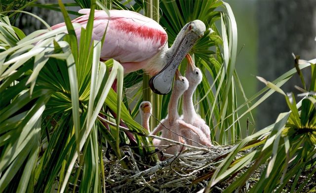 4726 POTOMAC CIRCLE, Bradenton, FL 34210