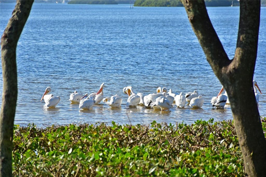 Image 66 of property listing at 4726 POTOMAC CIRCLE, Bradenton, FL 34210