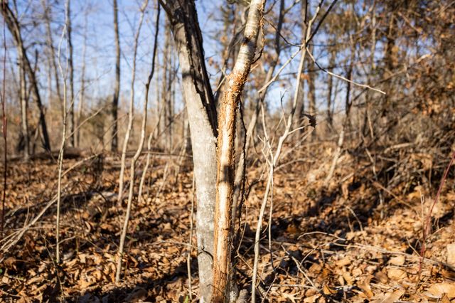 10662 County Road 8470, West Plains, MO 65775