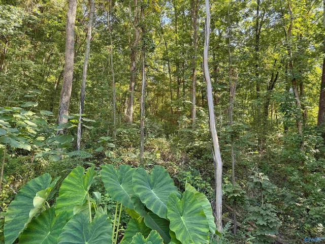 7871 Hwy 117, Valley Head, AL 35989