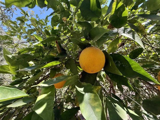 764 Old Highway 395, Fallbrook, CA 92028