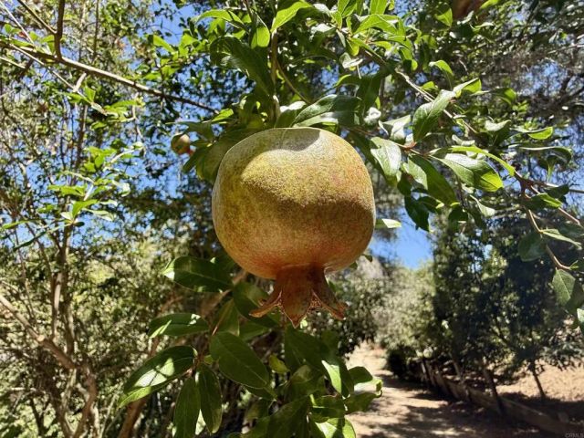 764 Old Highway 395, Fallbrook, CA 92028