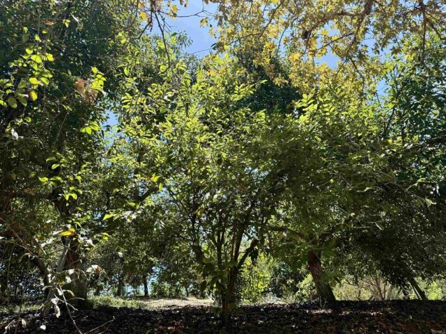 764 Old Highway 395, Fallbrook, CA 92028