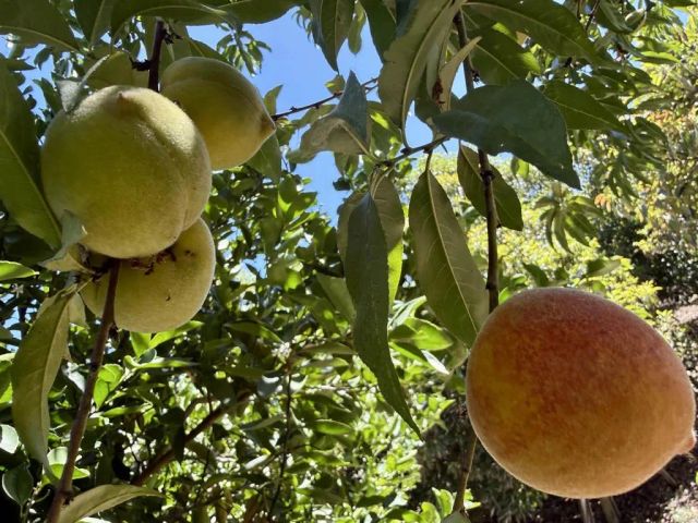 764 Old Highway 395, Fallbrook, CA 92028