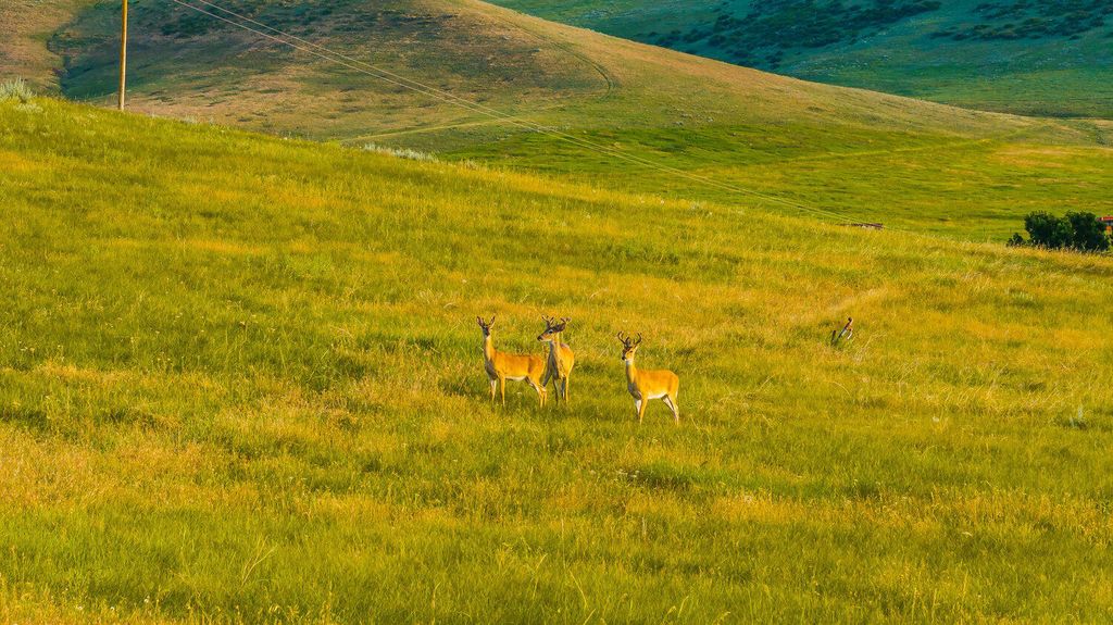 214 Meade Creek Road, Sheridan, WY 82801 photo 13