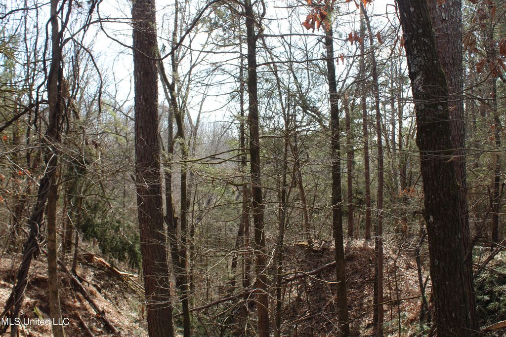 0 Laws Hill Road, Waterford, MS 38685 — photo 4