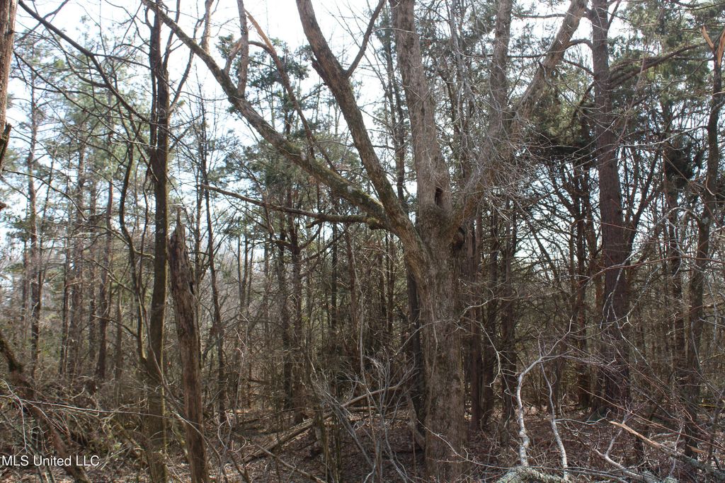 0 Laws Hill Road, Waterford, MS 38685 — photo 5