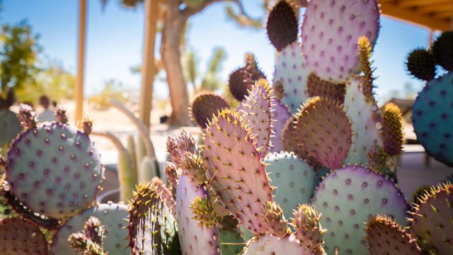 60010 Darlinda Drive, Yucca Valley, CA 92284