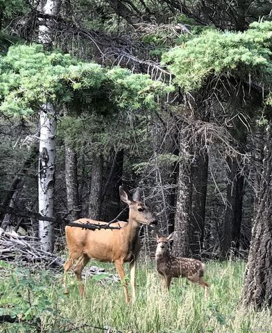 10401 Windy Ridge Road, Aguilar, CO 81020