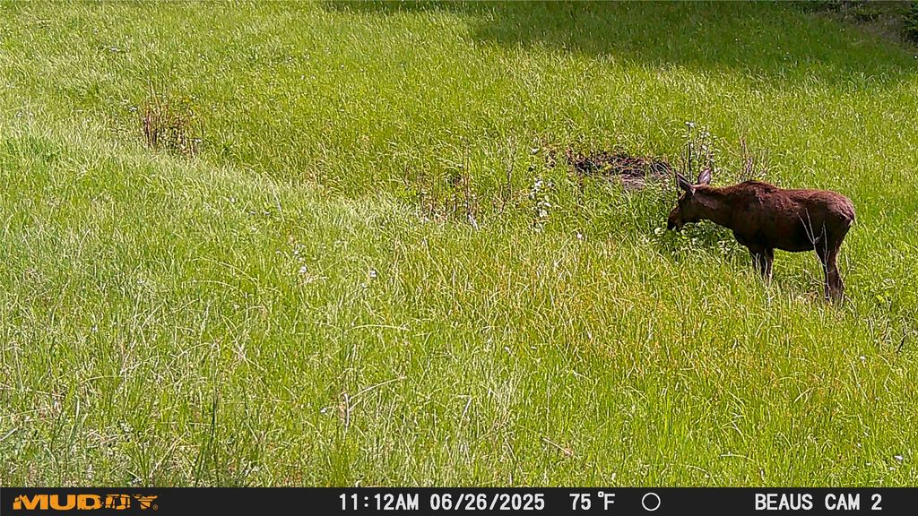 Lot 5 Ruby Mine Road, Butte, MT 59701 photo 13