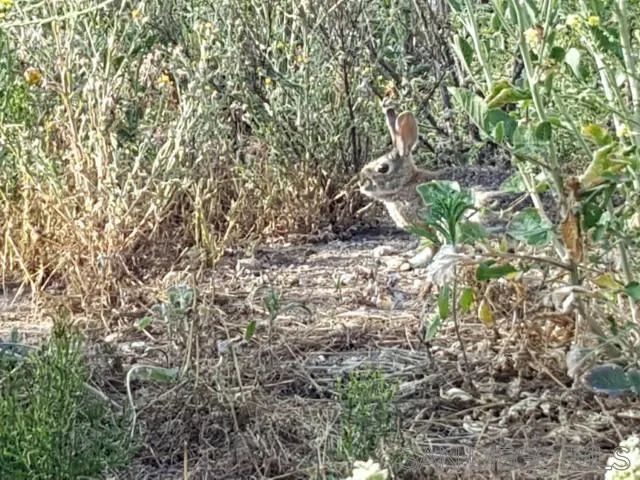 8209 Mesa, Santee, CA 92071