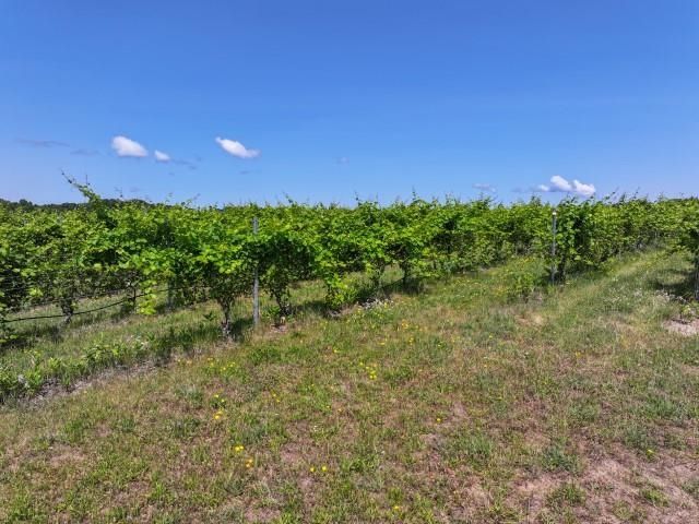 0 Nelson Road, Traverse City, MI 49686