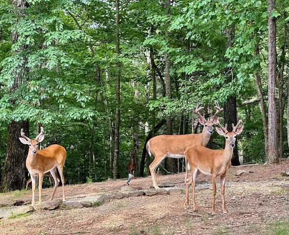 17 Tara Lane, Ellijay, GA 30540