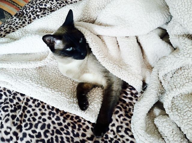 90 BRYANT Avenue Croydon-2.C, White Plains, NY 10605