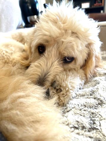 90 BRYANT Avenue Croydon-2.C, White Plains, NY 10605