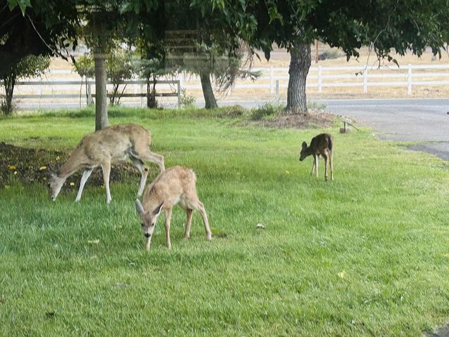 8596 Silver Bridge Road, Palo Cedro, CA 96073