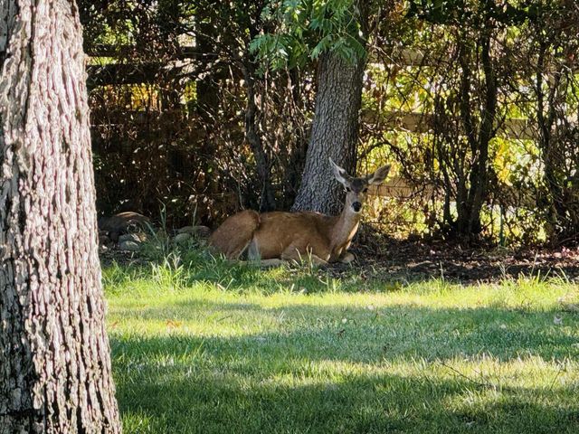 8596 Silver Bridge Road, Palo Cedro, CA 96073