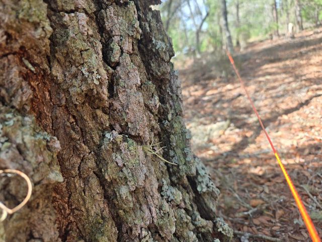 206 WALES STREET, Interlachen, FL 32148