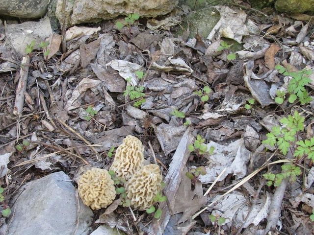 Lot B E Bodus Road, Cedar, MI 49621