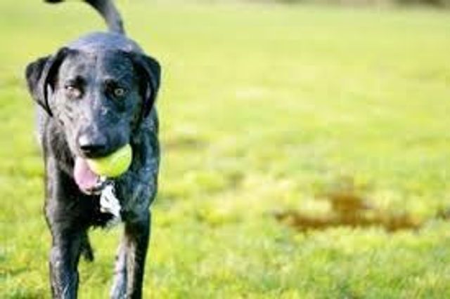 1329 Sundance Lane, Justin, TX 76247