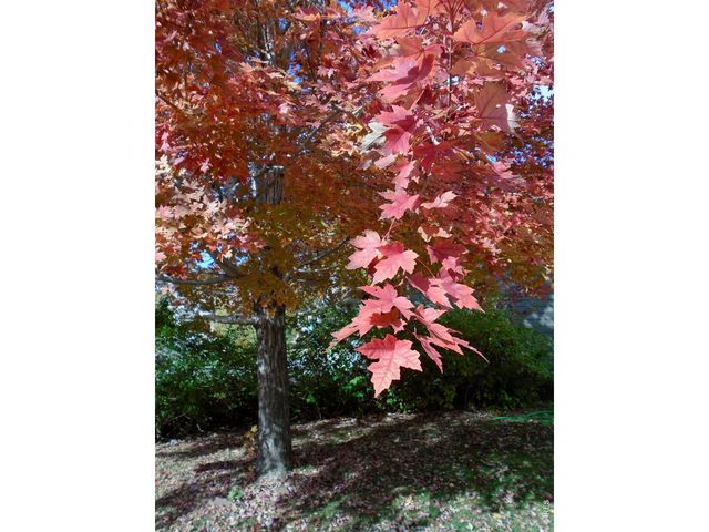 1614 Fantail Ct, Fort Collins, CO 80528