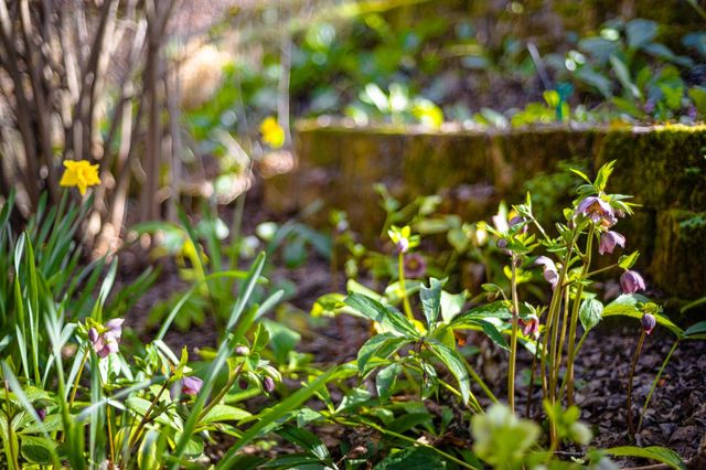 3680 Reflection Rd, Shingle Springs, CA 95682