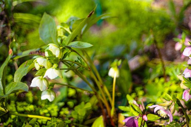 3680 Reflection Rd, Shingle Springs, CA 95682