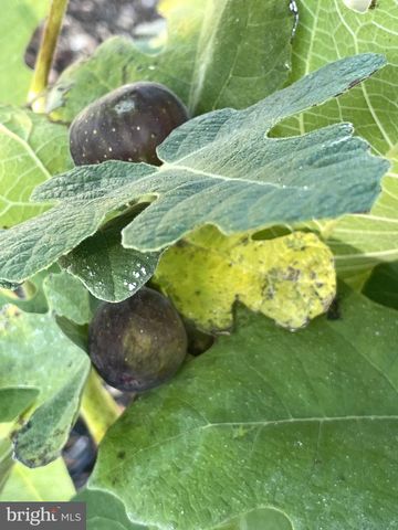 29674 OLD VALLEY PIKE, Strasburg, VA 22657