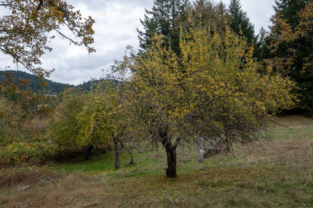 2281 Burgess Ranch Road, Zenia, CA 95595